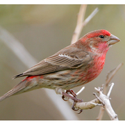 Bird of the week image
