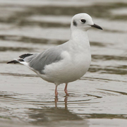 Adult nonbreeding. Note: dark ear spot. Adult nonbreeding. Note: dark ear spot.