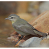 Note: yellowish throat and darker gray crown. Note: yellowish throat and darker gray crown.