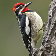 Male. Note: red chin (female's is white). Male. Note: red chin (female's is white).