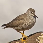 Breeding plumage Breeding plumage