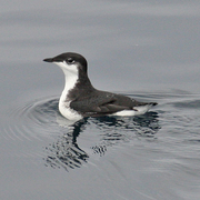 Typical plumage: scrippsi race, the more northerly race, pictured. Typical plumage: scrippsi race, the more northerly race, pictured.
