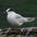 Adult molting into winter plumage.